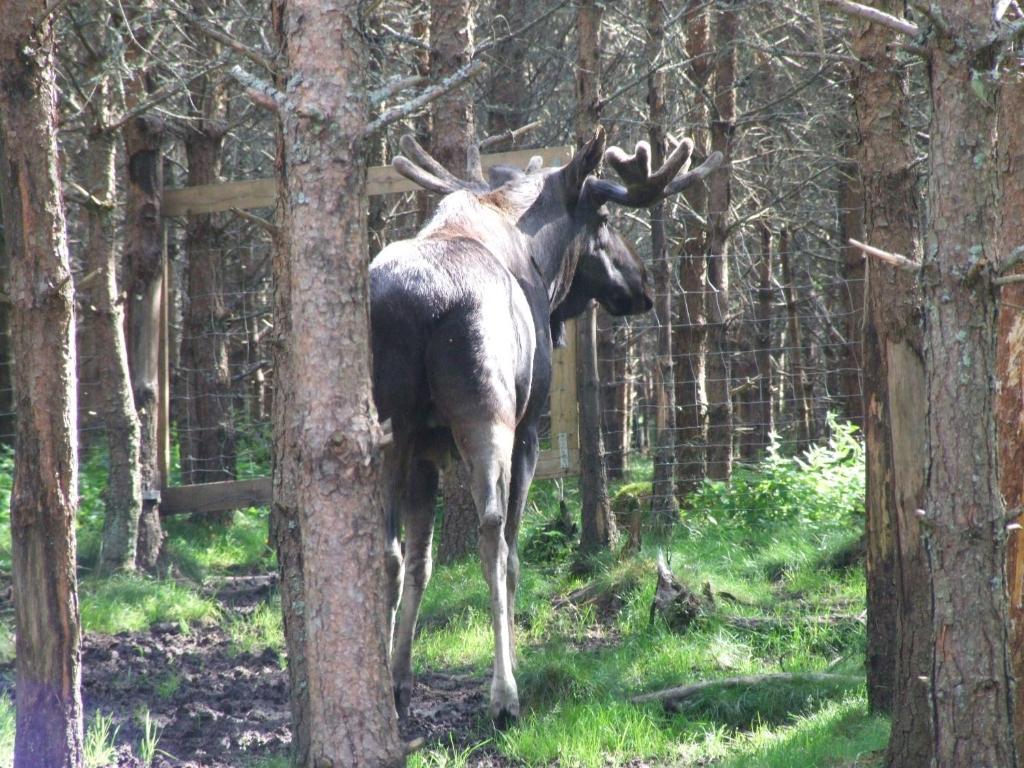 Skalleruds Gard Åsensbruk Exteriér fotografie